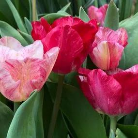 Hemisphere Tulip (Tulipa darwinii 'Hemisphere') Img 3
